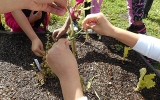 With a tie made from woven grass stems, the eager gardeners support a young cherry tomato in their school garden.