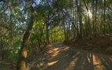 Wunderlich Oak Trail