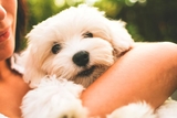 maltese-dog-puppy-picjumbo-com.jpg