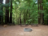 redwood1_1.jpg