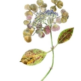 Drawing of a hydrangea plant