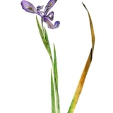 drawing of an iris