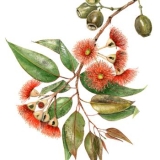 Drawing of a red gum plant