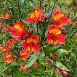 Alstromeria