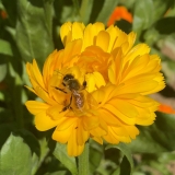 Bee on Calendula