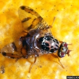 Mediterranean Fruit Fly