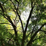 tree-branches.jpg