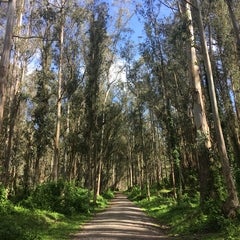 Quarry Park Eucalyptus