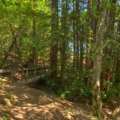 Huddart-Redwood Trail-011_1.jpg