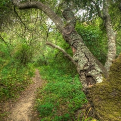 Live Oak Nature Trail Loop