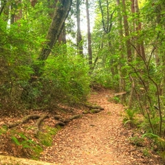 Sequoia Trail