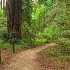 Tan Oak Nature Trail