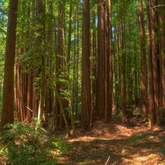 Shingle Mills Trail at Tarwater Loop Trail