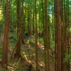 Forest Loop Trail in Sam McDonald Park