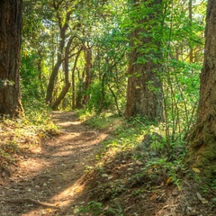 Wunderlich - Redwood Trail-003-cropped.jpg