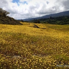 edgewood golden flowers